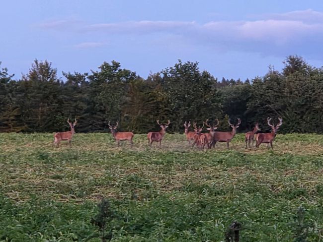 Nygårdsmark 6, Daugbjerg, 8800 Viborg